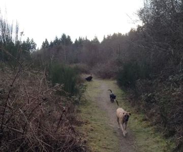 Bandix Dog Park