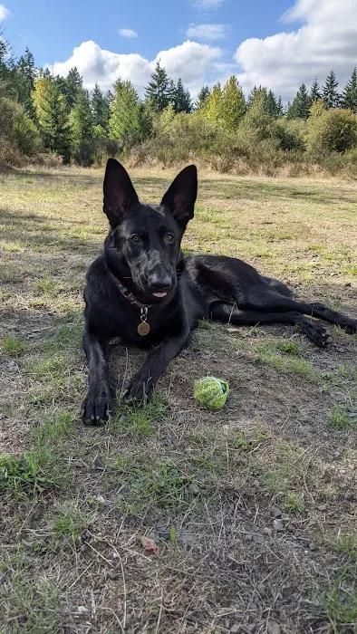 Bandix Dog Park 4