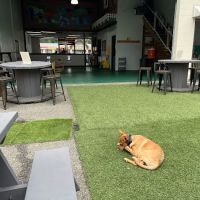 Pints and Pups ico