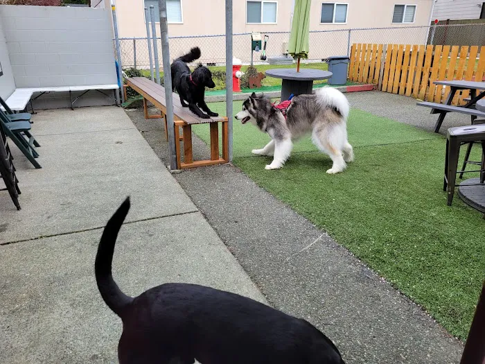 Pints and Pups 10