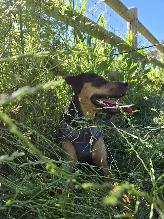 Lowell Riverfront Dog Park 6