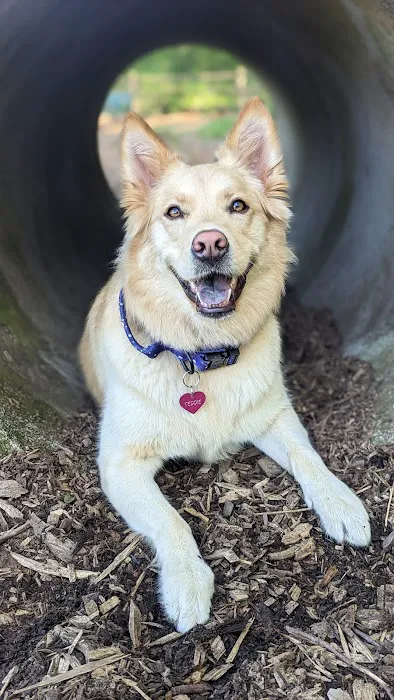 Tails and Trails Dog Park 4