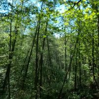 Tails and Trails Dog Park ico