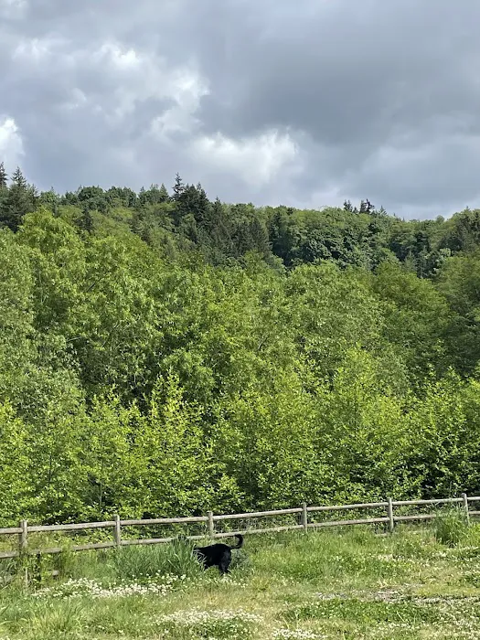 Tails and Trails Dog Park 6