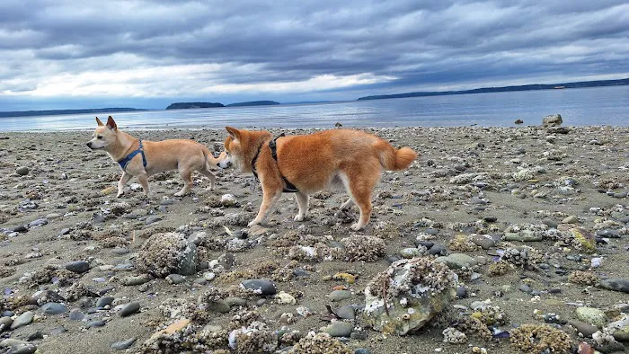 Howarth Off Leash Area 4