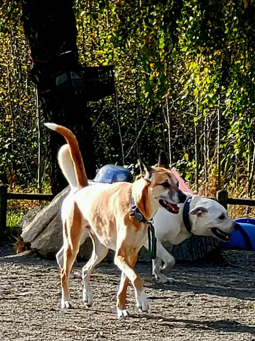 Cavalero Hill Dog Park 6