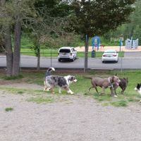 Sultan dog park ico