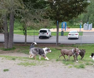 Sultan dog park