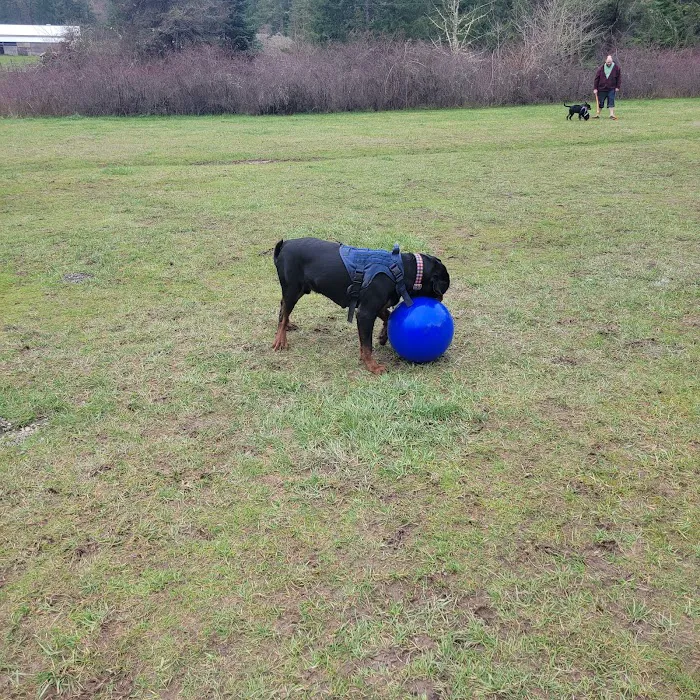 Freddie's Off-Leash Dog Park 8