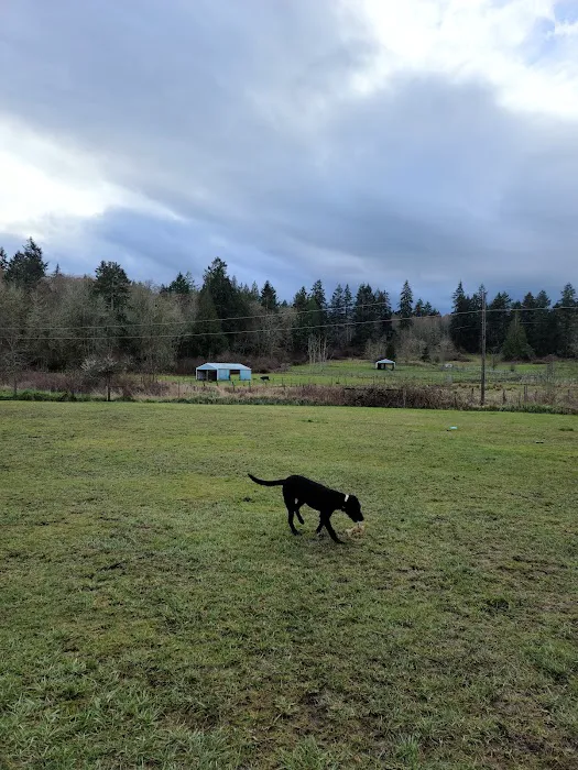 Freddie's Off-Leash Dog Park 2