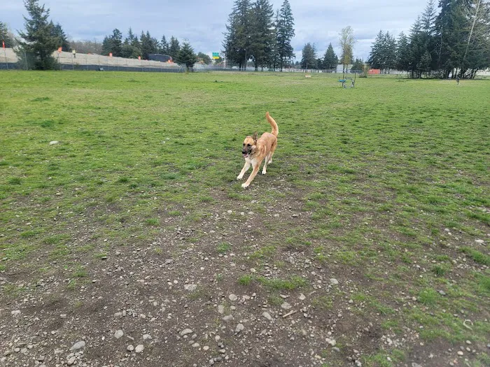 Ft Lewis Dog Park 6
