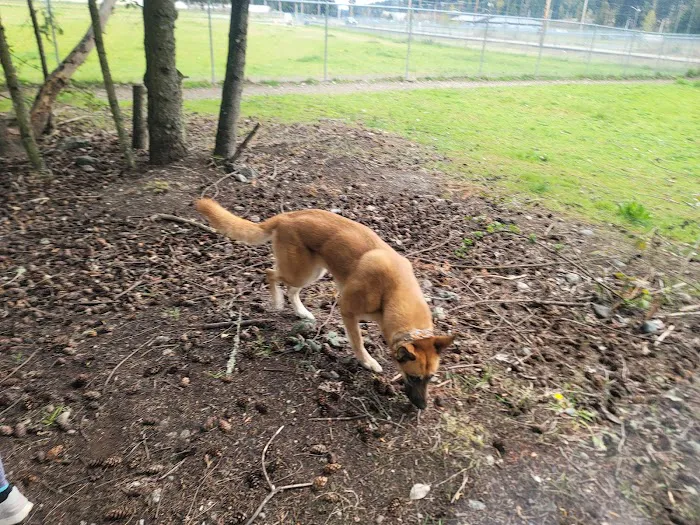 Ft Lewis Dog Park 7