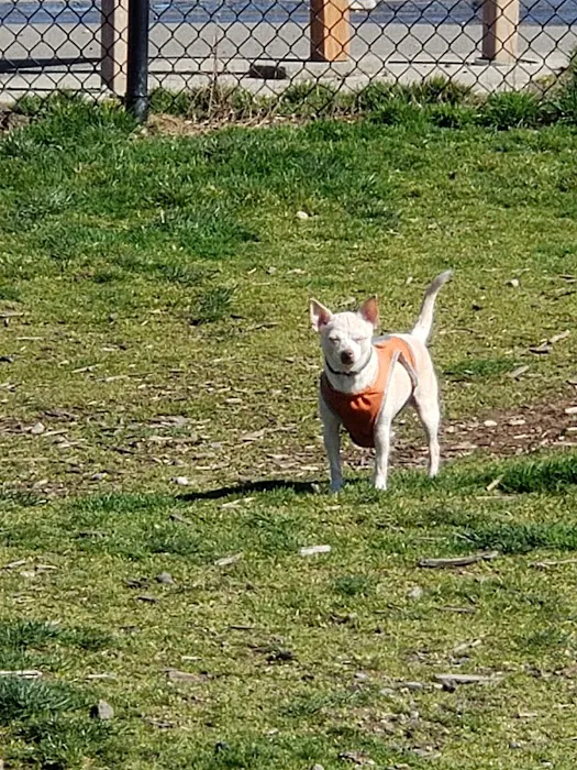 Thurston County Off-Leash Dog Park 1