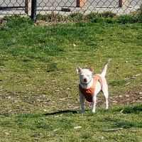 Thurston County Off-Leash Dog Park ico