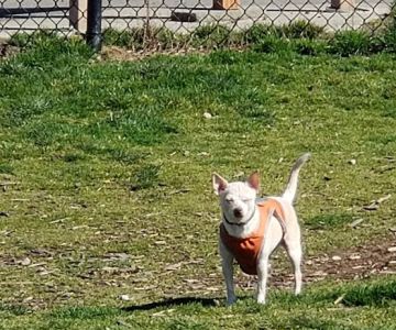 Thurston County Off-Leash Dog Park
