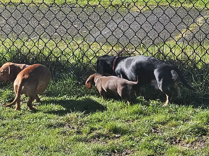 Thurston County Off-Leash Dog Park 8