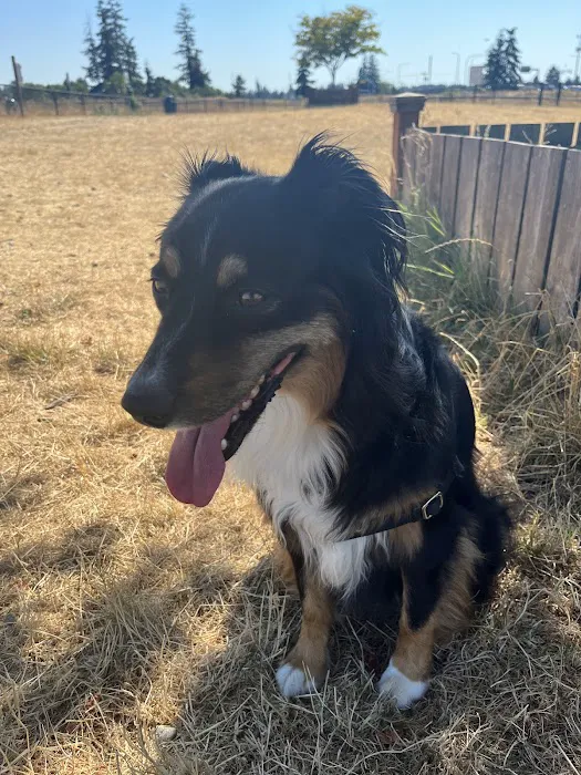 Thurston County Off-Leash Dog Park 5