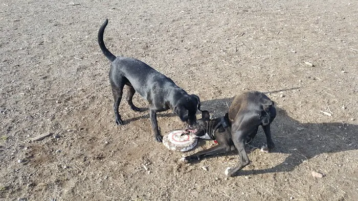 Thurston County Off-Leash Dog Park 4