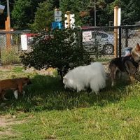Silverdale Dog Park ico