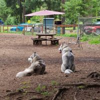 Granite Falls Dog Park ico