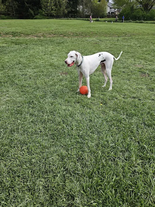Olympia Dog Park 7