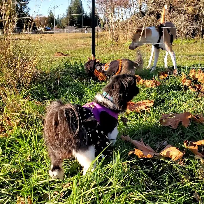 Olympia Dog Park 6