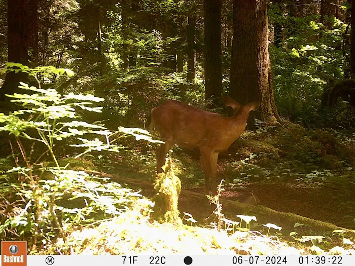 Pacific Forestlands 5