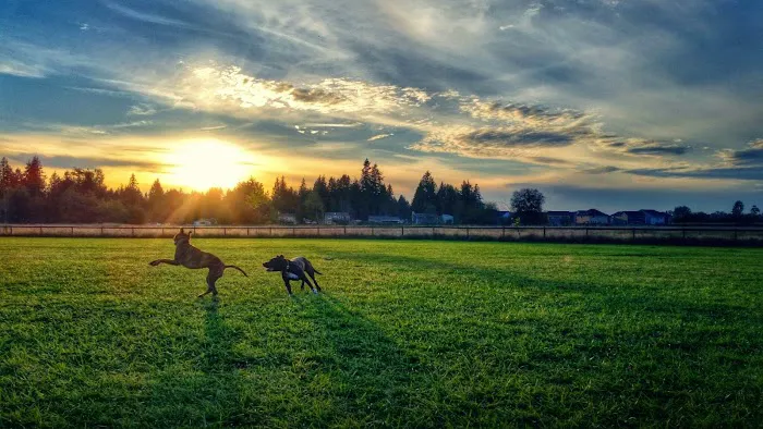 Strawberry Fields Off-Leash Dog Park 3