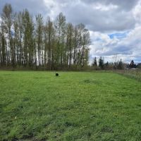 Strawberry Fields Off-Leash Dog Park ico