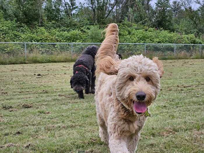 Strawberry Fields Off-Leash Dog Park 9