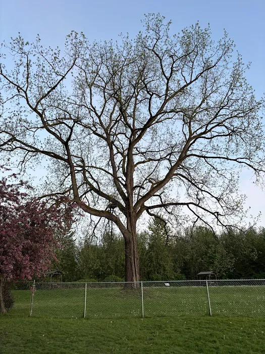 Offleash dog Park 5