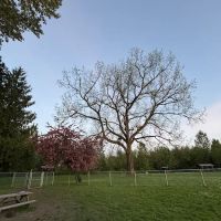 Offleash dog Park ico