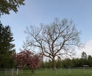 Offleash dog Park