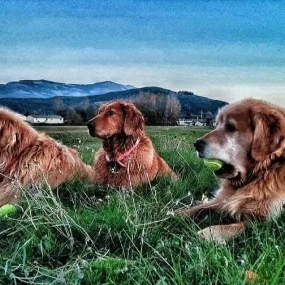 Henry Hollow Dog Park 3