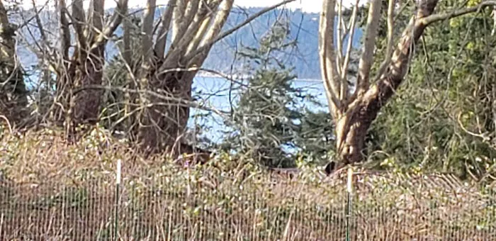 Henry Hollow Dog Park 1