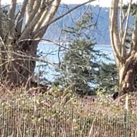 Henry Hollow Dog Park ico
