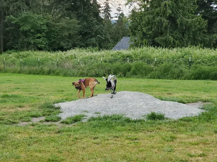 Henry Hollow Dog Park 6