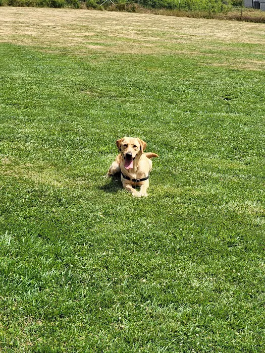 Henry Hollow Dog Park 9