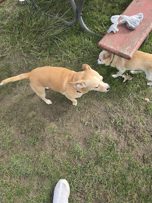 Bakerview Dog Park 8