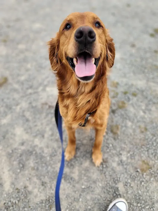 Bakerview Dog Park 6