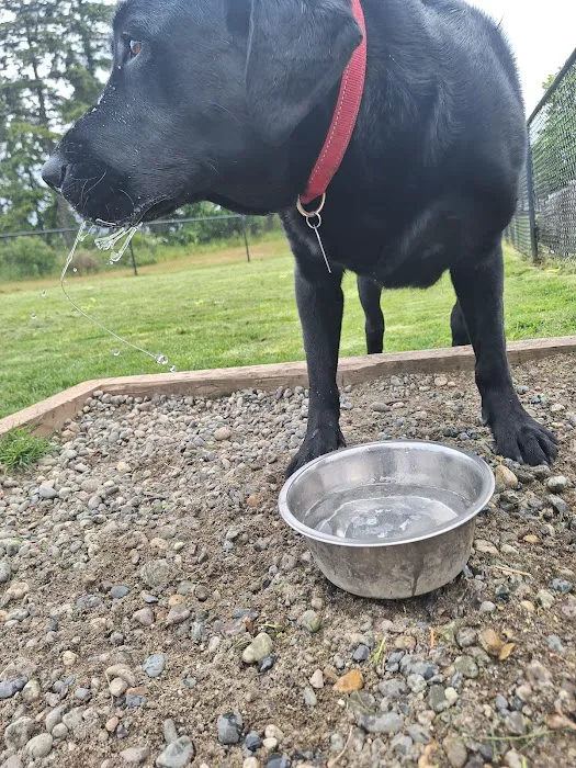 Dog park 7