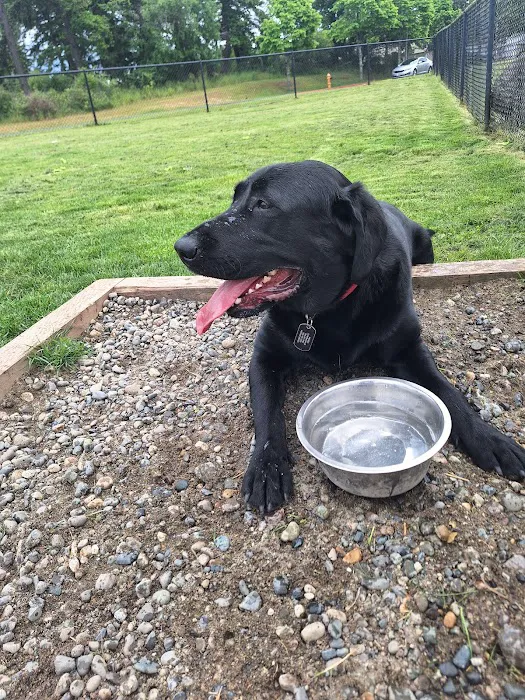 Dog park 5