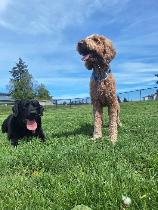 Dog park 4