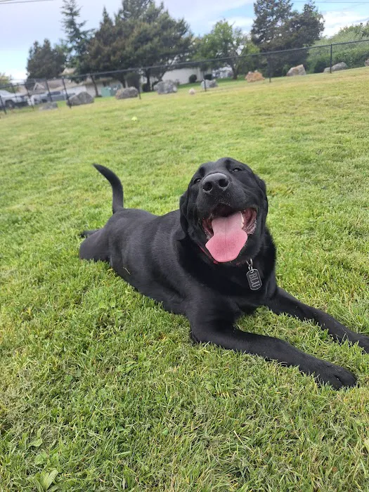 Dog park 8