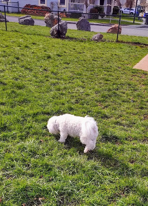 Dog park 9
