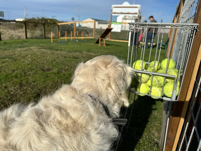 O'Donnell's Dog Park 3