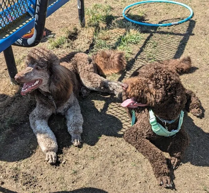 Mountain View Dog Park 1
