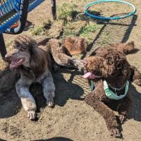 Mountain View Dog Park ico