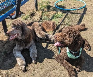 Mountain View Dog Park