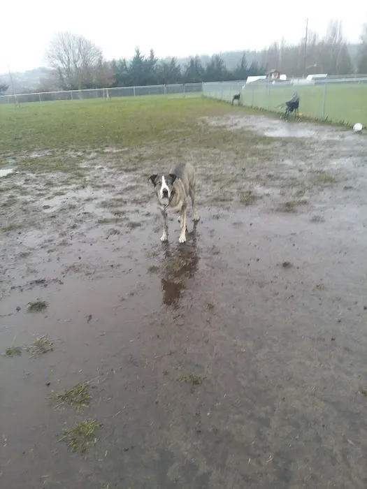 Mountain View Dog Park 7